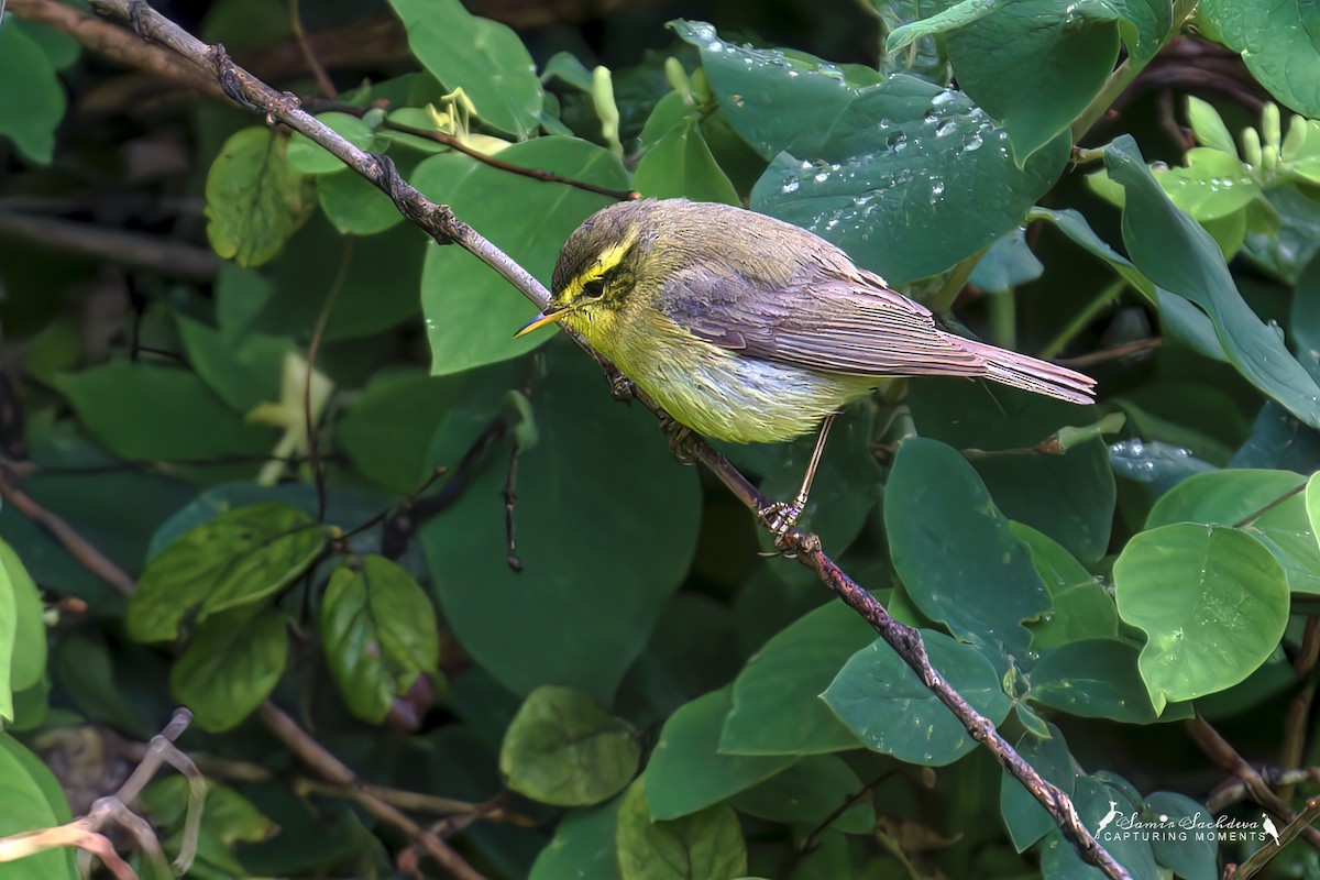 Sulphur-bellied/Tickell's Leaf Warbler - ML573969701