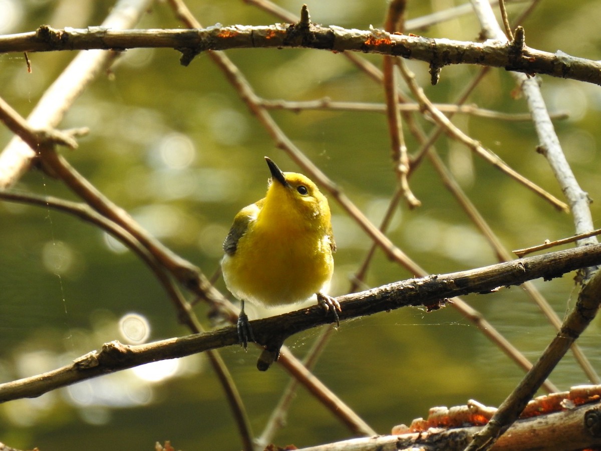 Prothonotary Warbler - Nathan Beccue