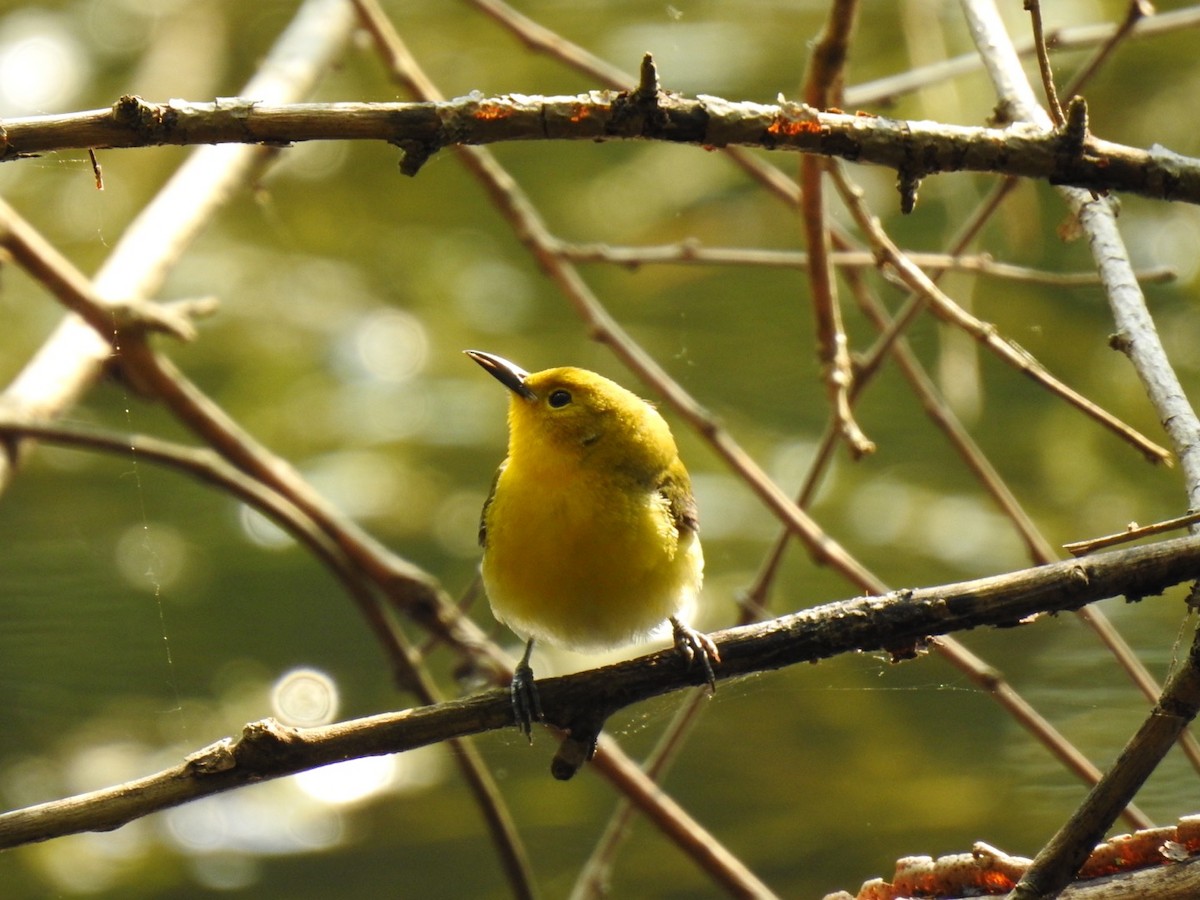 Prothonotary Warbler - Nathan Beccue