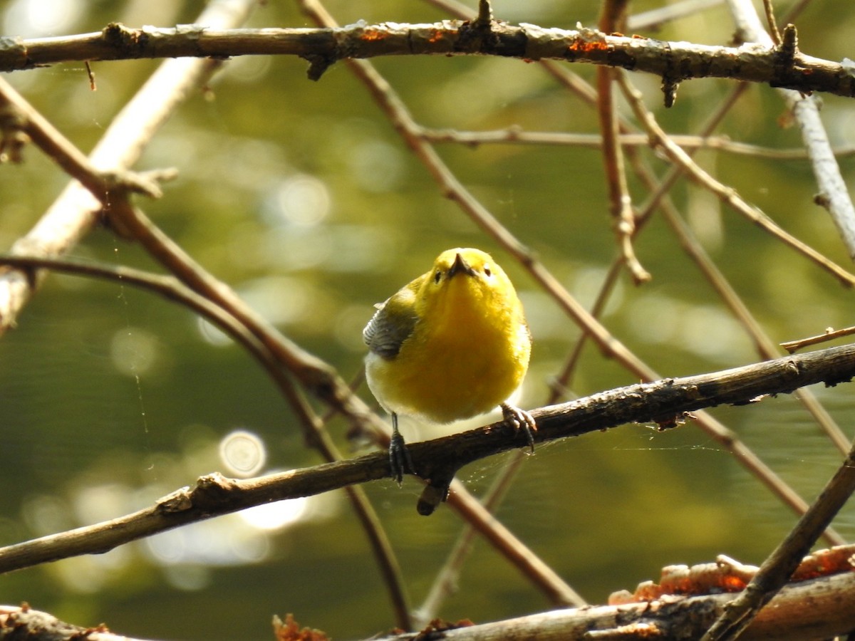Prothonotary Warbler - ML573970101