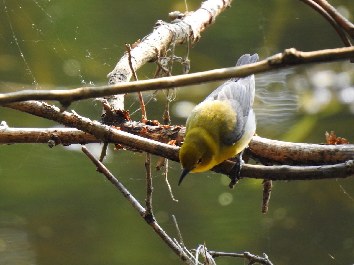 Prothonotary Warbler - ML573970111