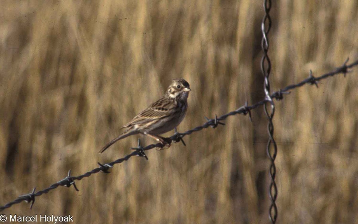 Vesper Sparrow - Marcel Holyoak