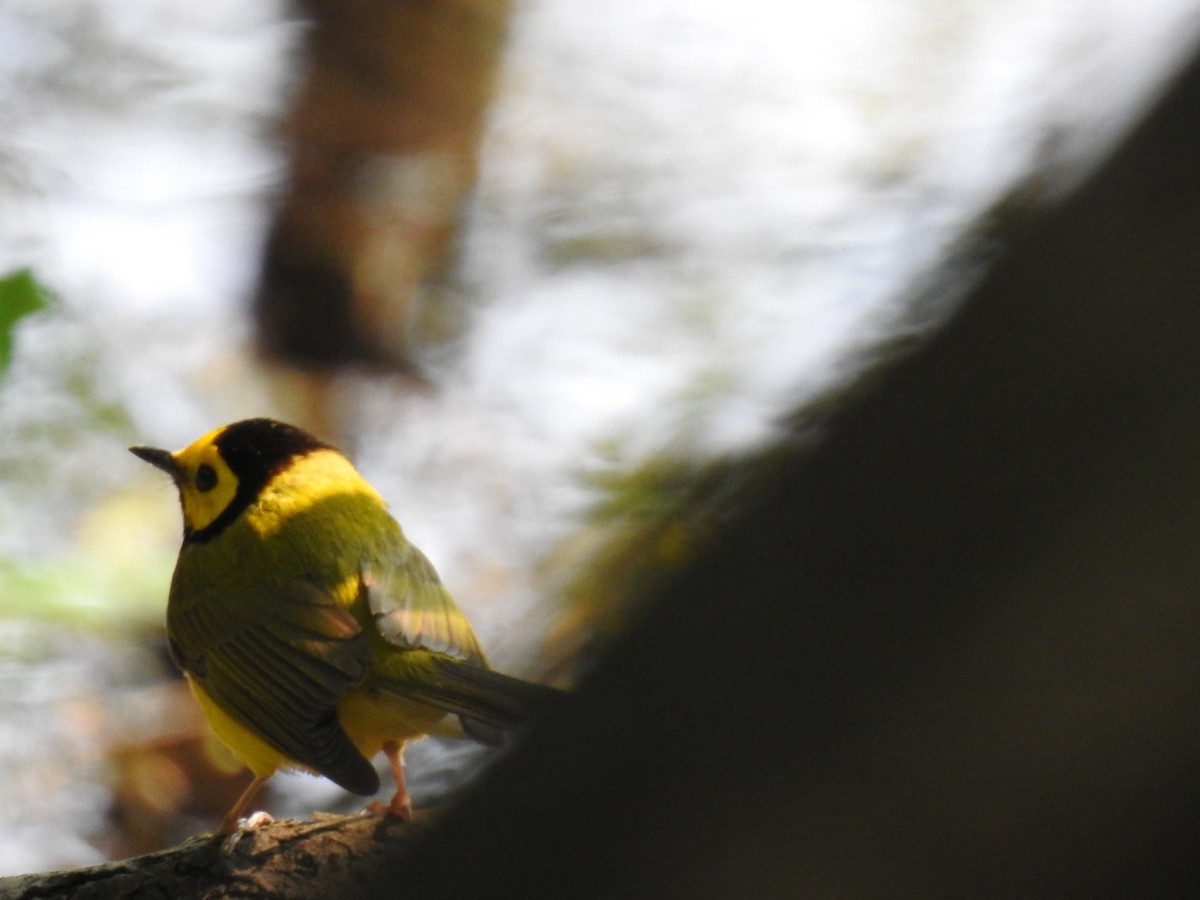 Hooded Warbler - ML573970391