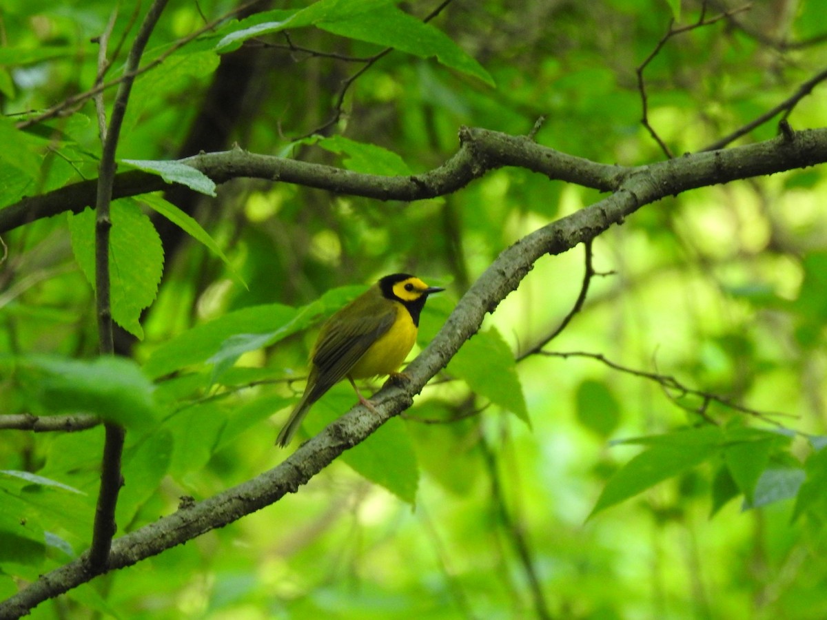 Hooded Warbler - ML573970411