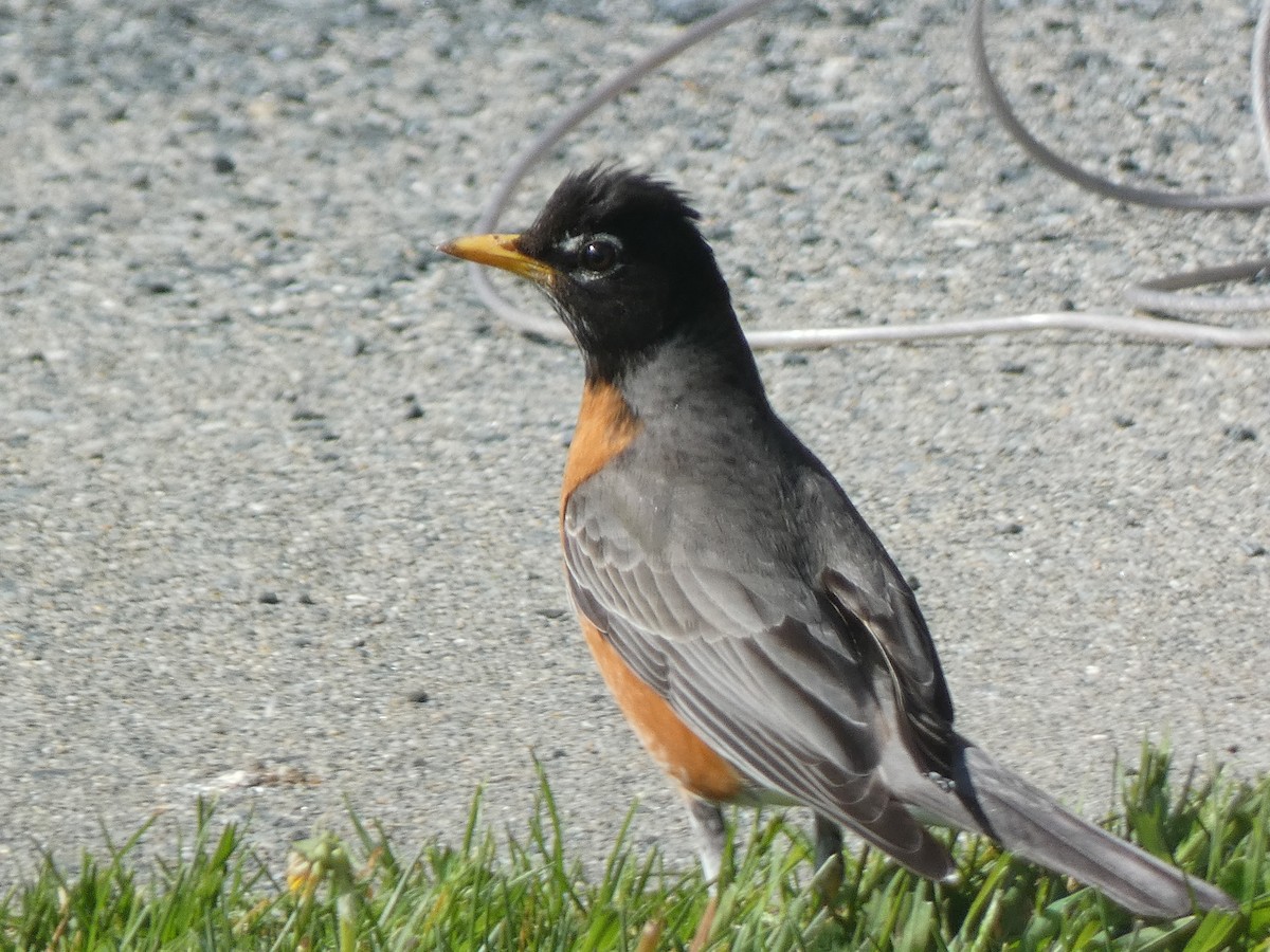 American Robin - ML573970651