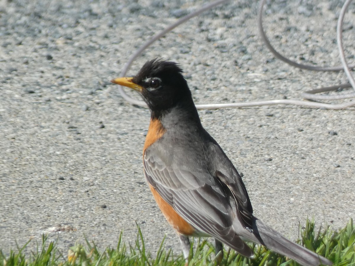 American Robin - ML573970711