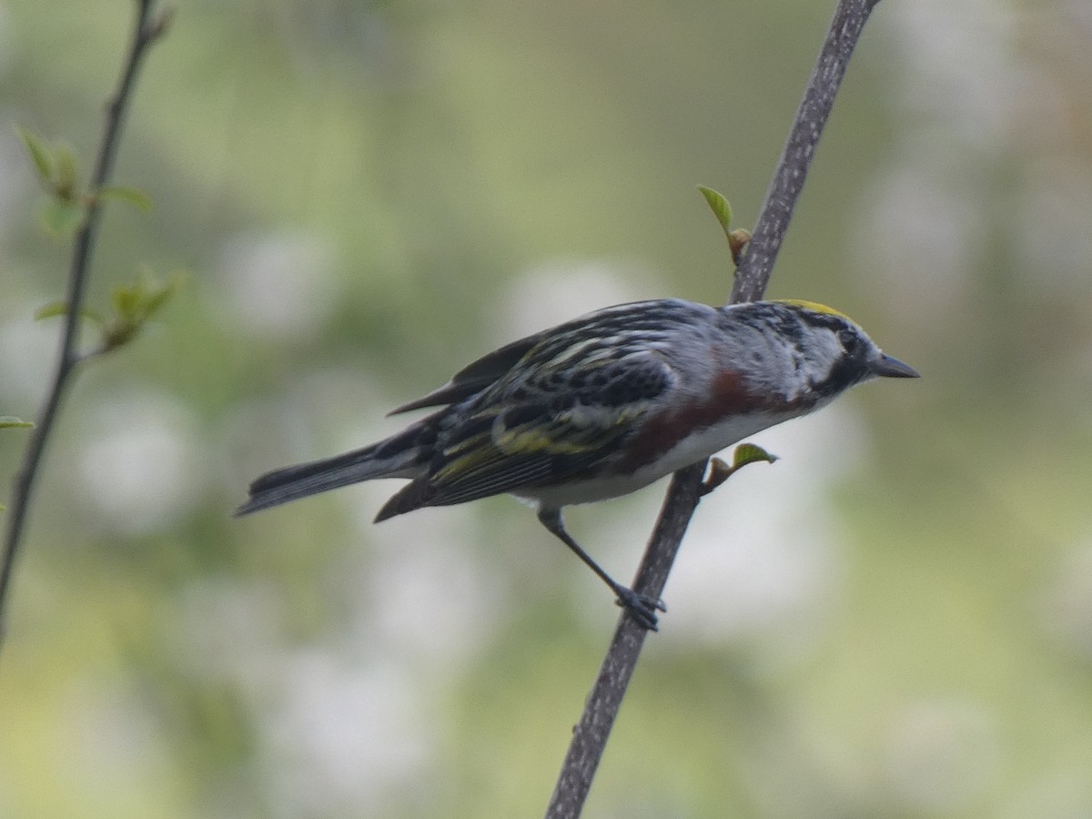 Chestnut-sided Warbler - ML573970781
