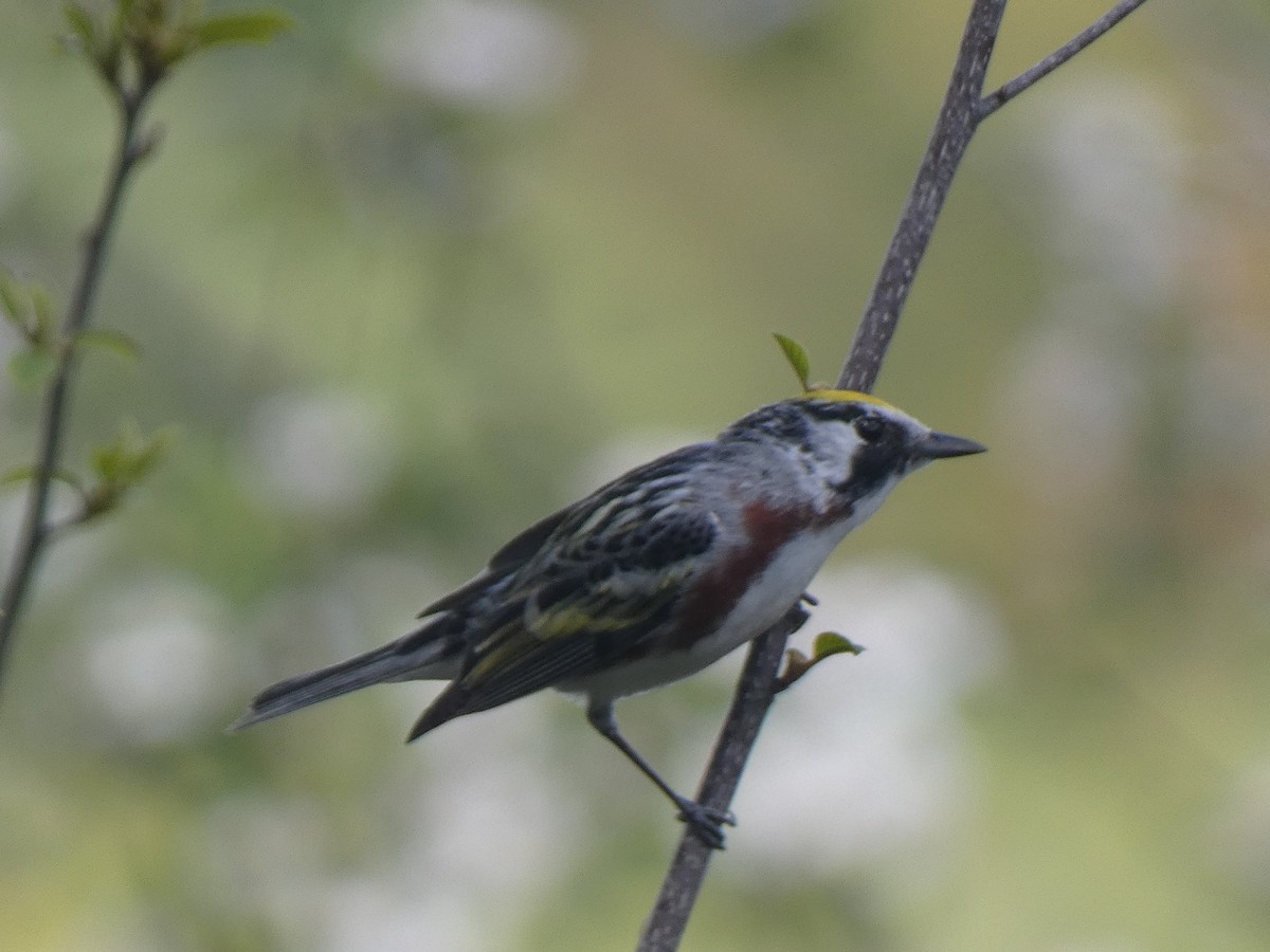 Chestnut-sided Warbler - ML573970791
