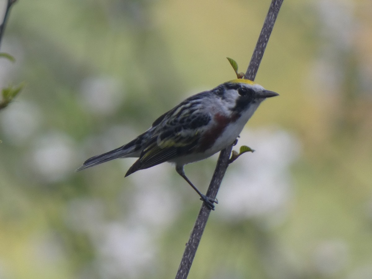 Chestnut-sided Warbler - ML573970811