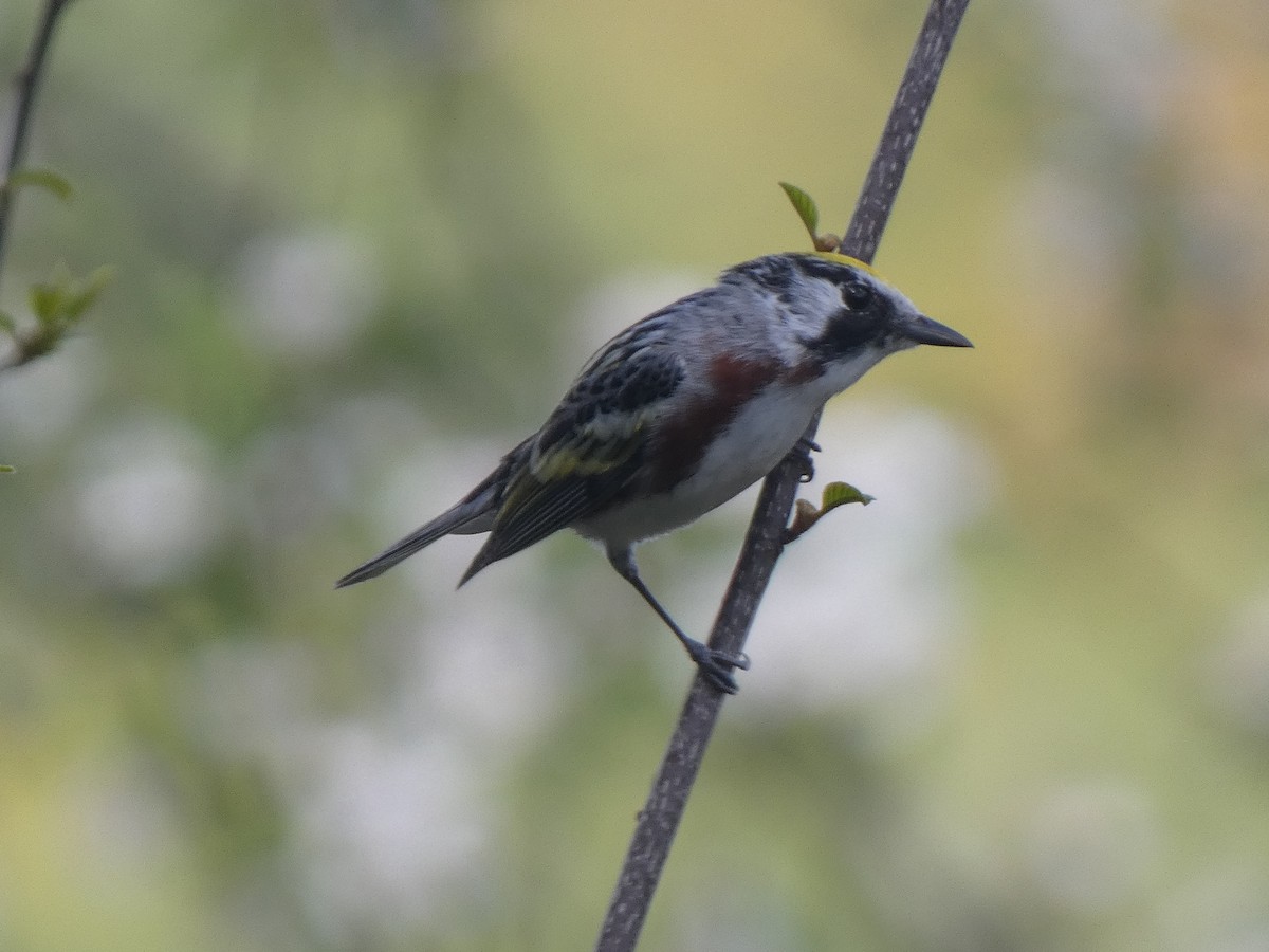 Chestnut-sided Warbler - ML573970821