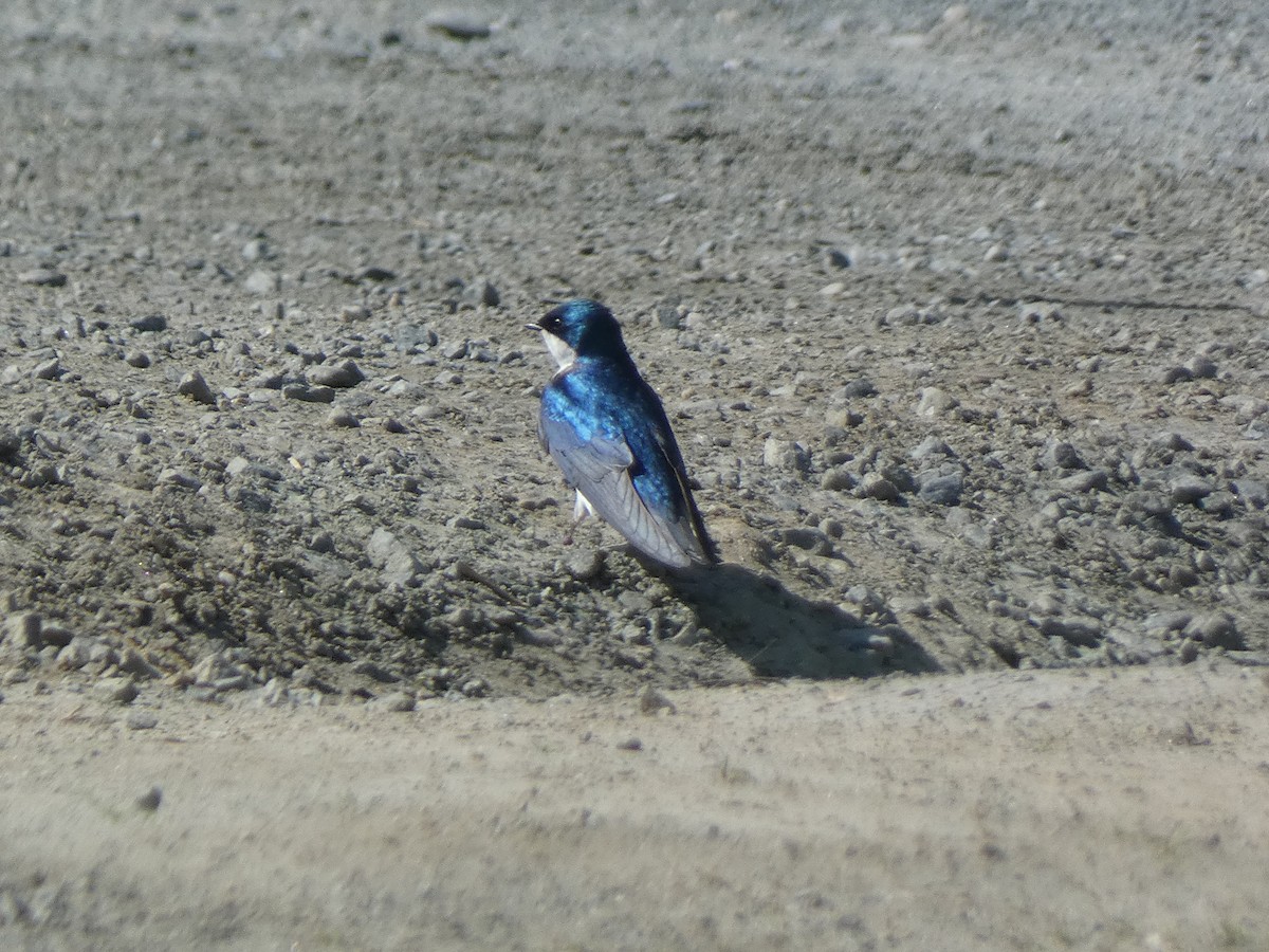 Tree Swallow - ML573970961