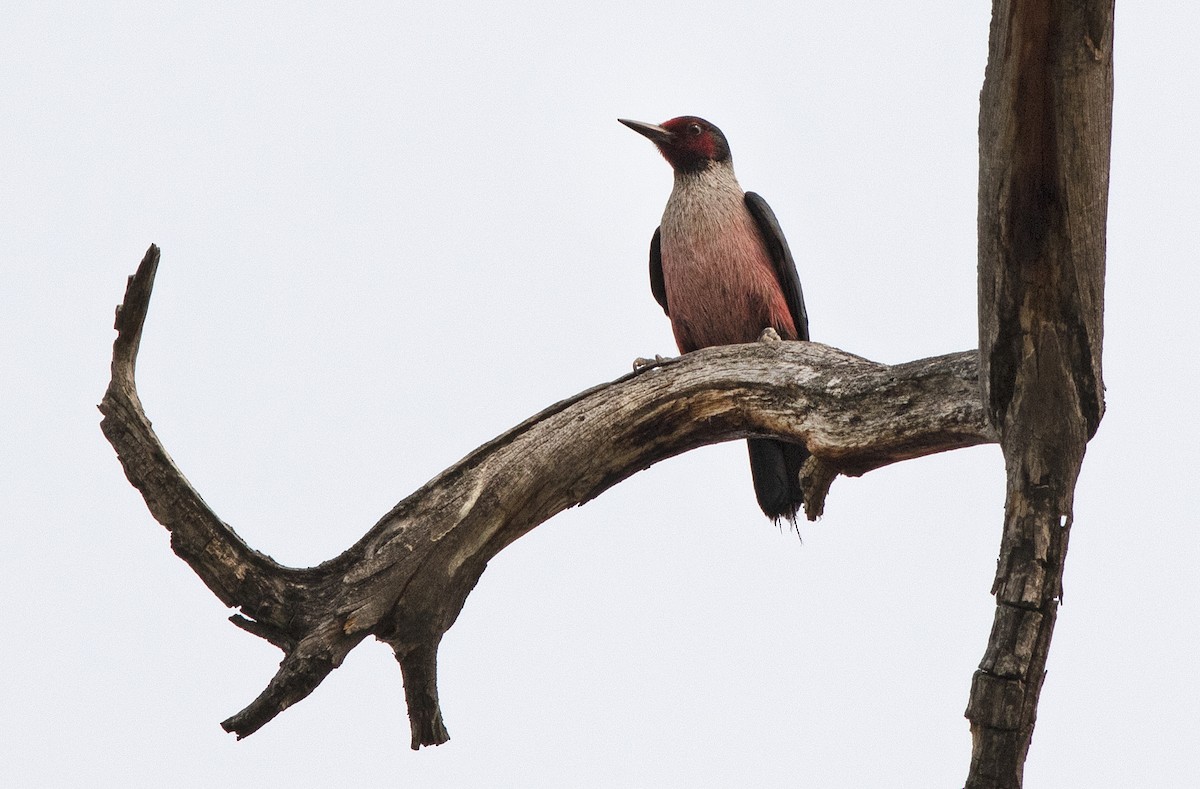 Lewis's Woodpecker - ML573971781