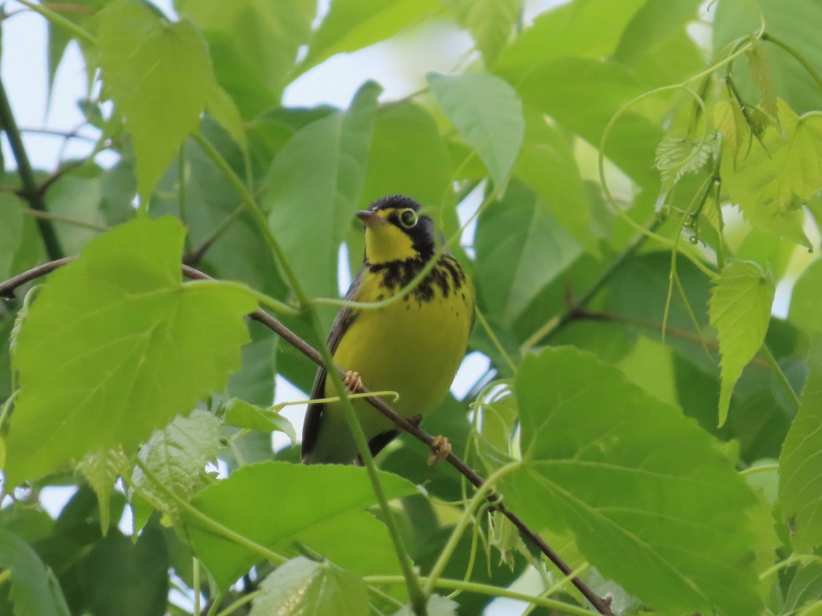 Canada Warbler - ML573972991