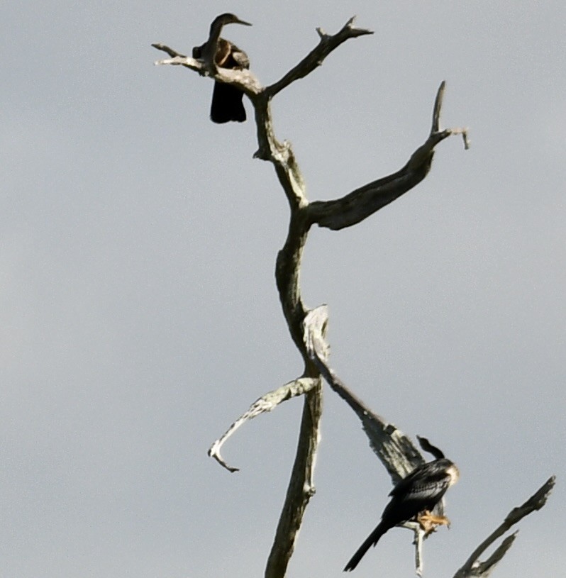 Anhinga - barbara segal