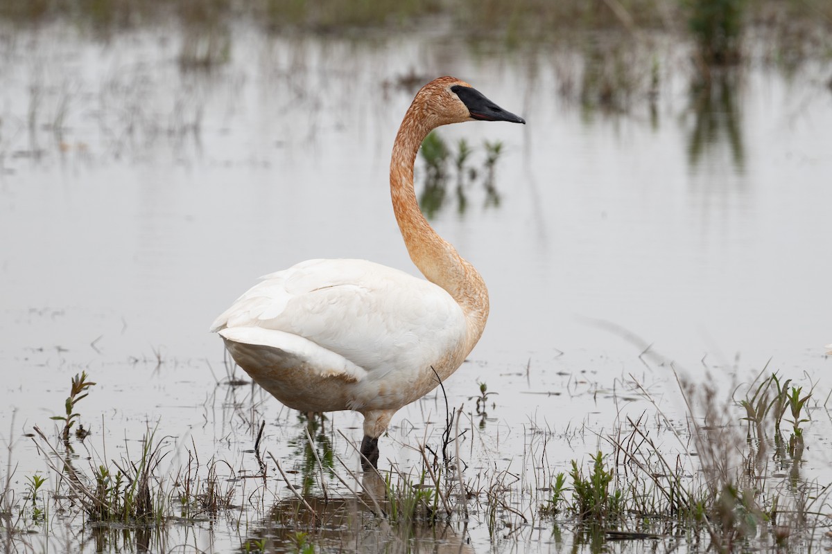 Trumpeter Swan - ML573975421