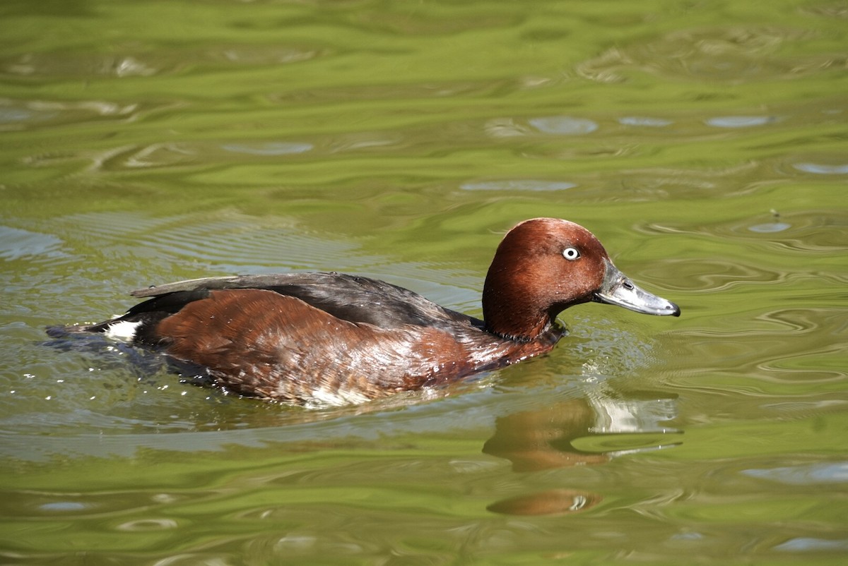 צולל ביצות - ML573975591