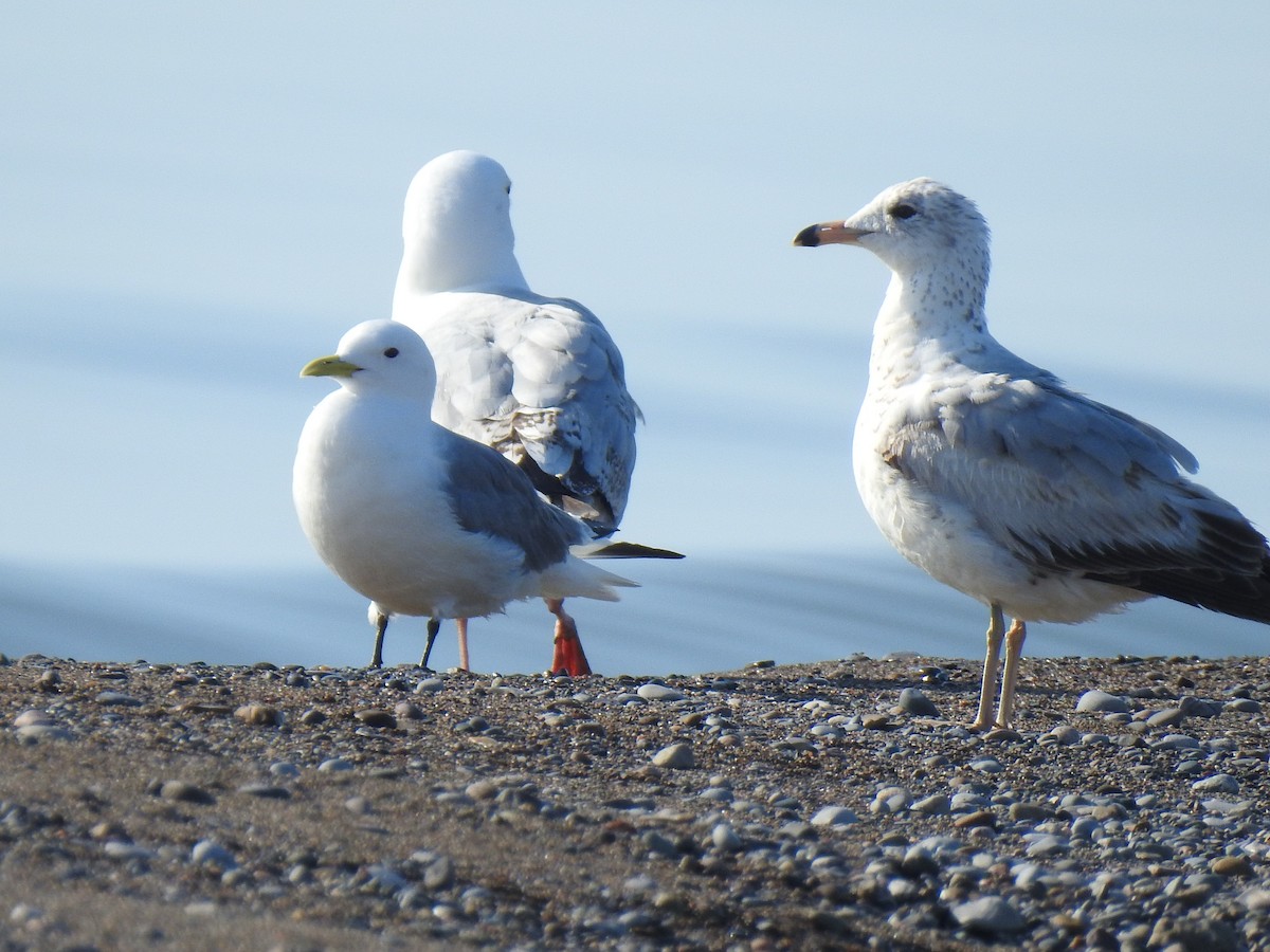 Black-legged Kittiwake - ML573976311