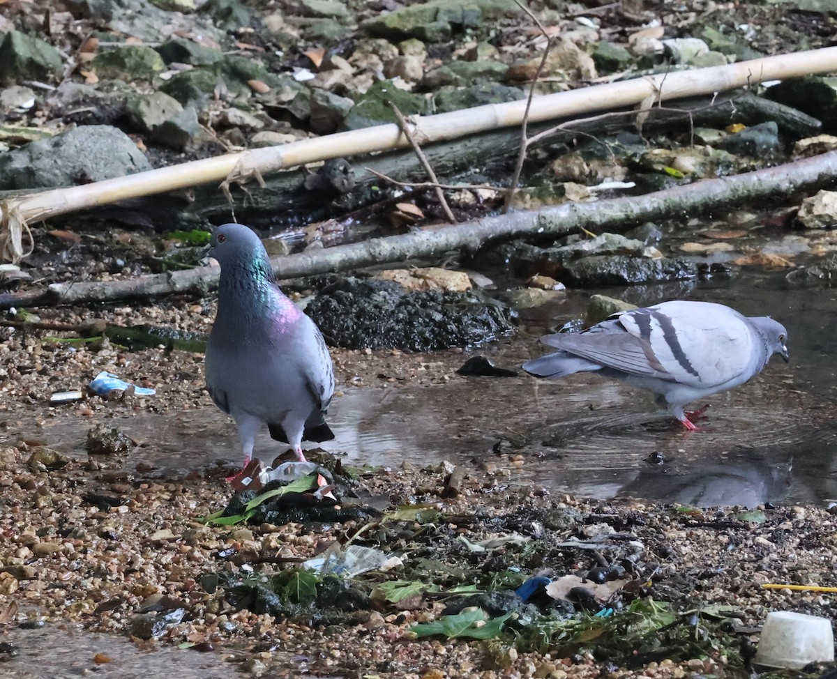 Rock Pigeon (Feral Pigeon) - ML573976971