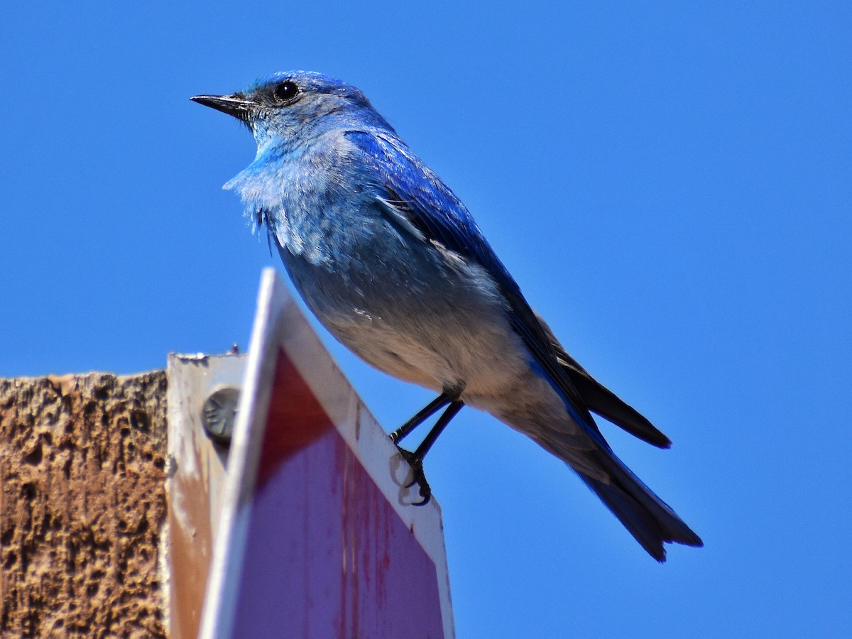 Mountain Bluebird - ML573977171