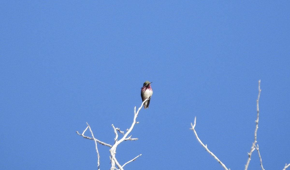 Calliope Hummingbird - ML573977281