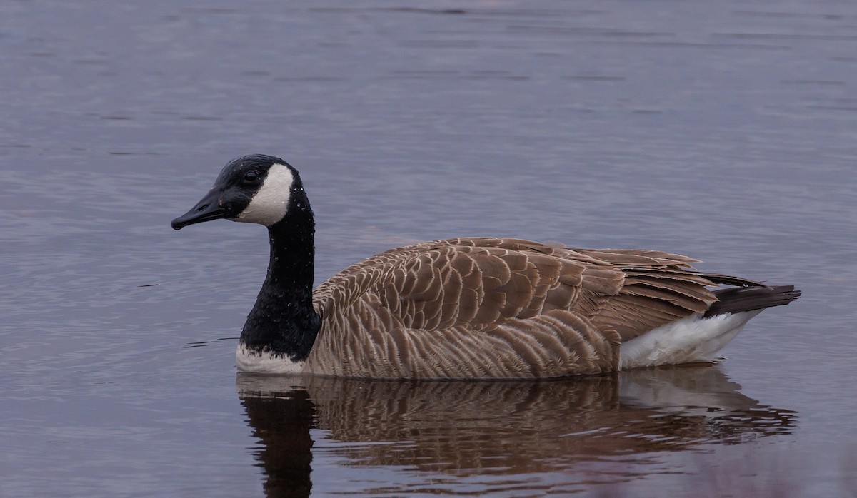 Canada Goose - ML573977691