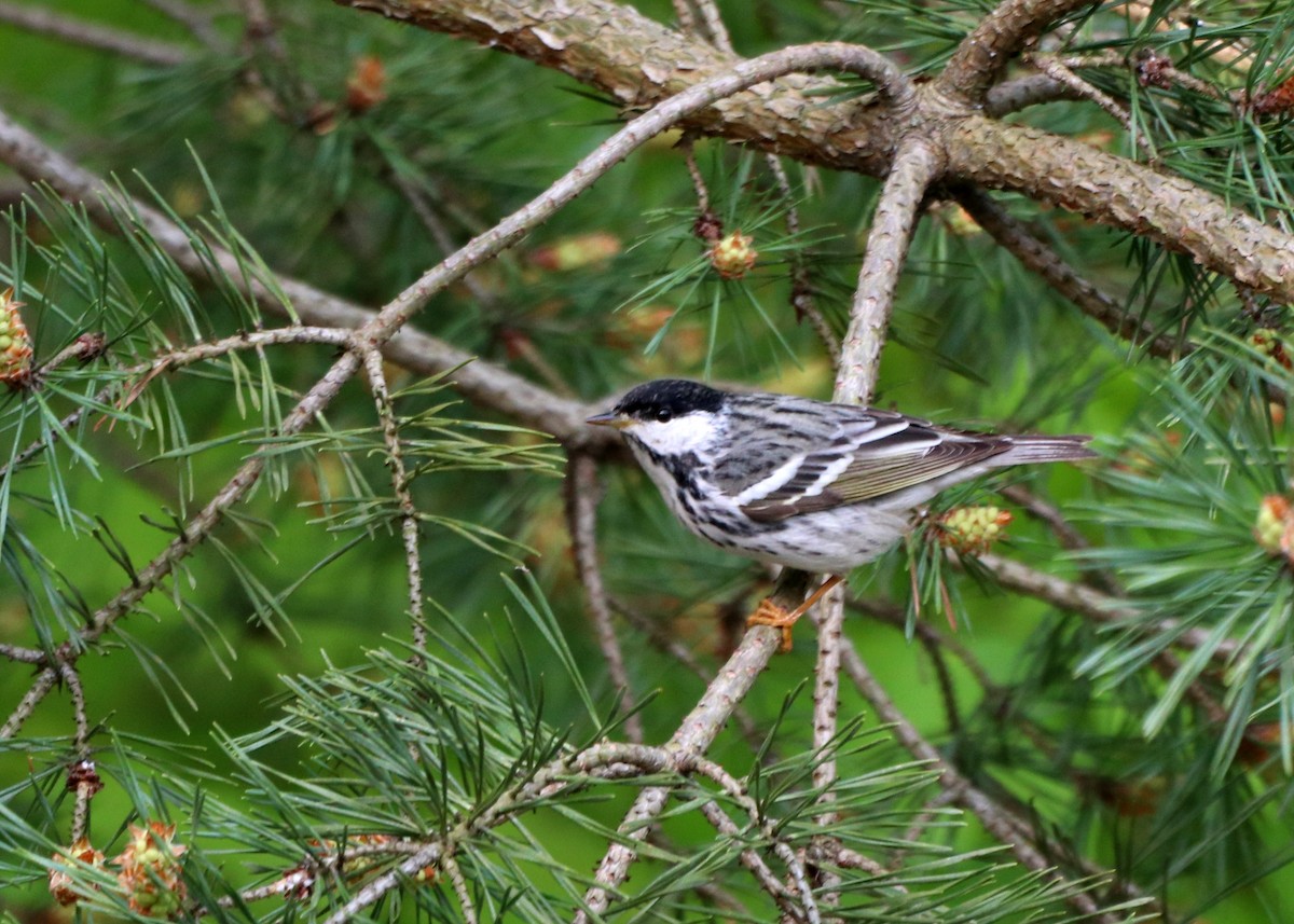 Blackpoll Warbler - Jamie Krupka