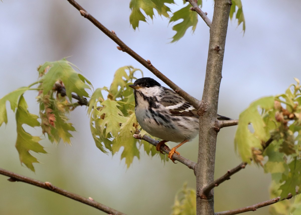 Blackpoll Warbler - Jamie Krupka