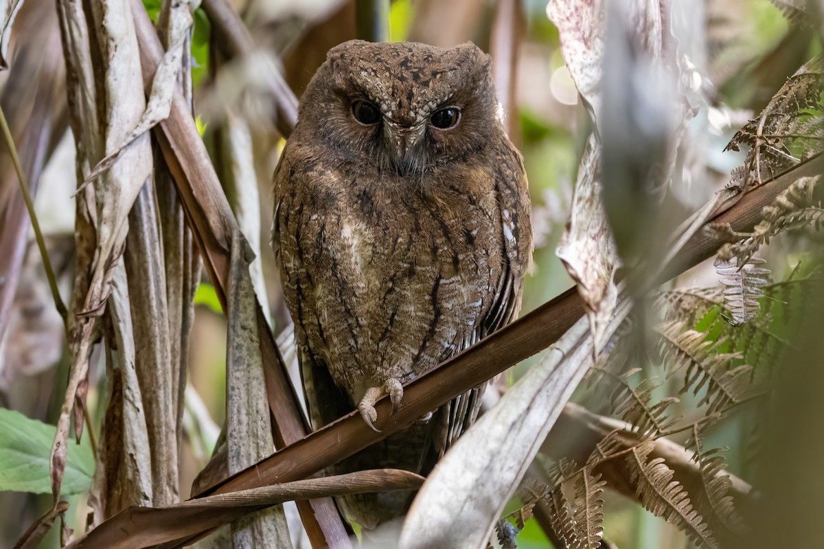 Madagascar Scops-Owl (Rainforest) - Steve Potter