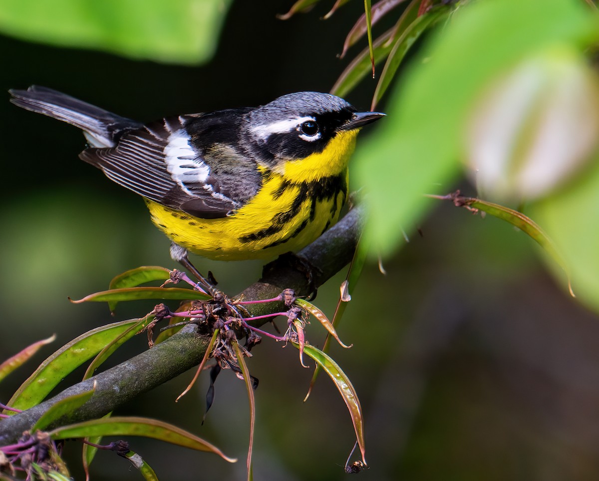 Magnolia Warbler - ML573979051