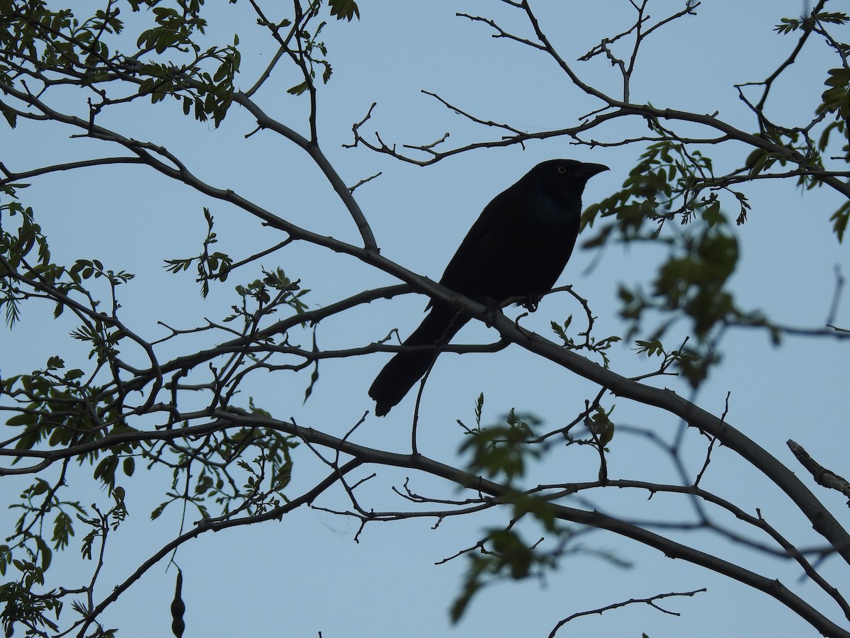 Common Grackle - ML573979261
