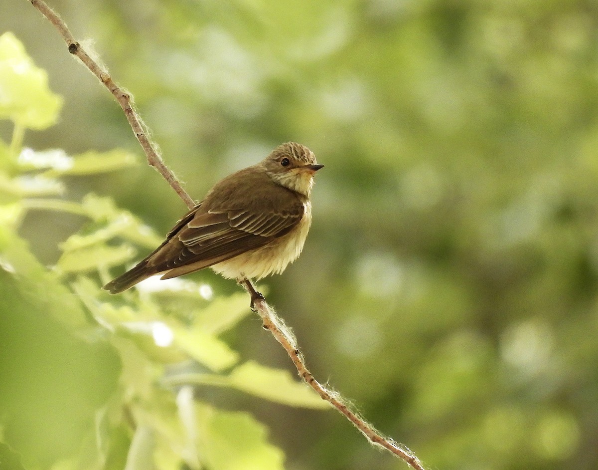 Spotted Flycatcher - ML573979321