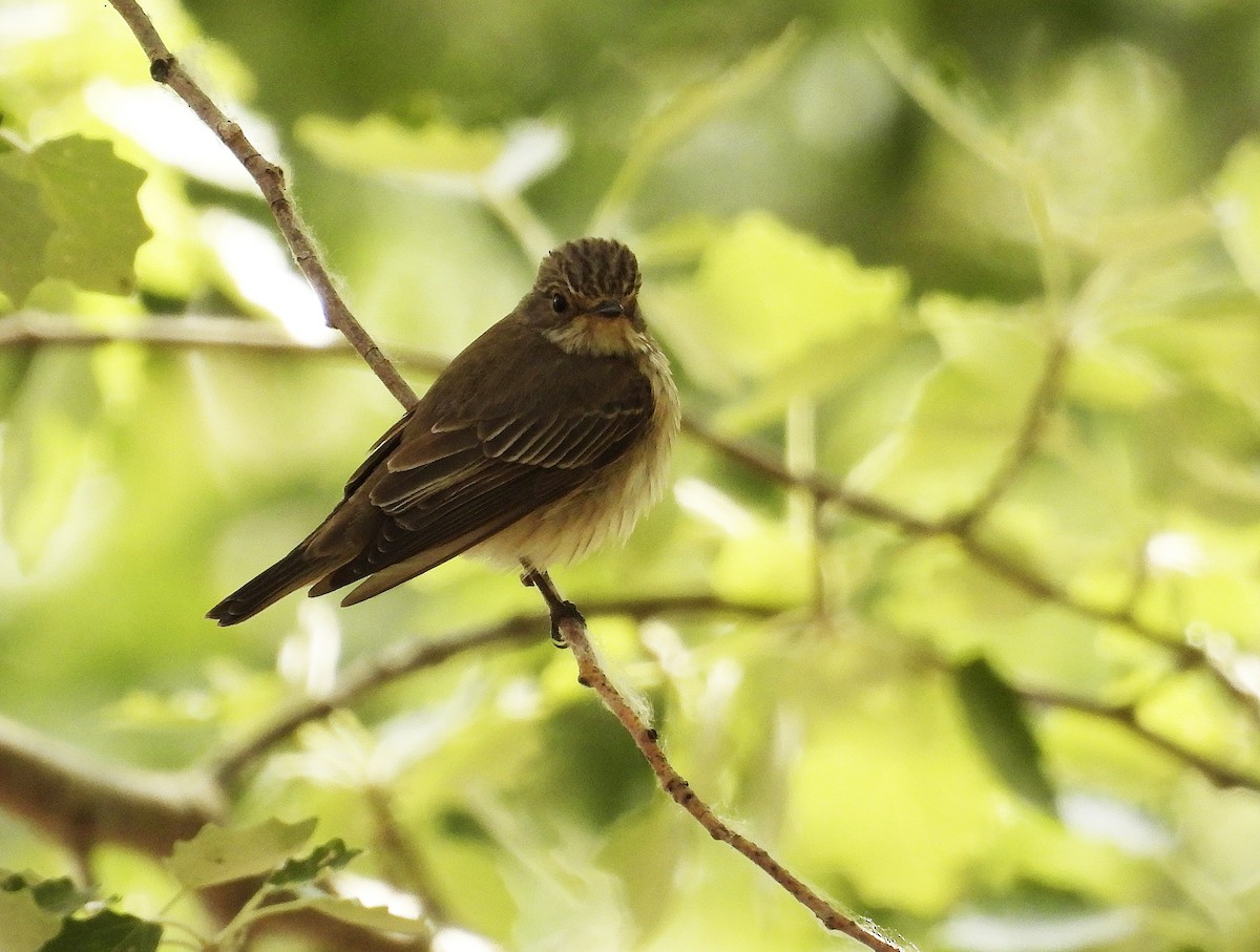 Spotted Flycatcher - ML573979351