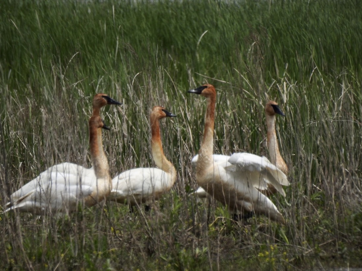 Trumpeter Swan - ML573979431