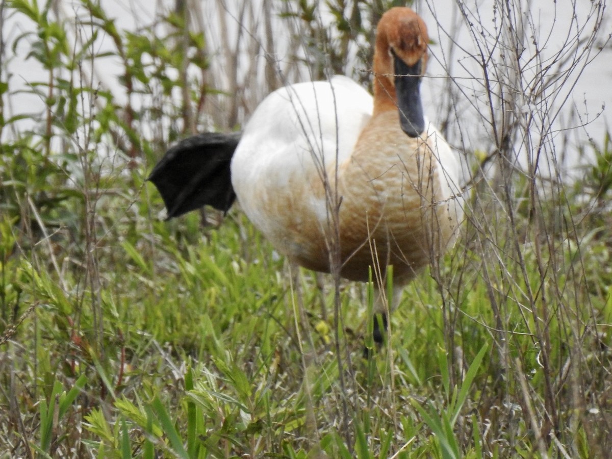 Trumpeter Swan - Ariel Dunham