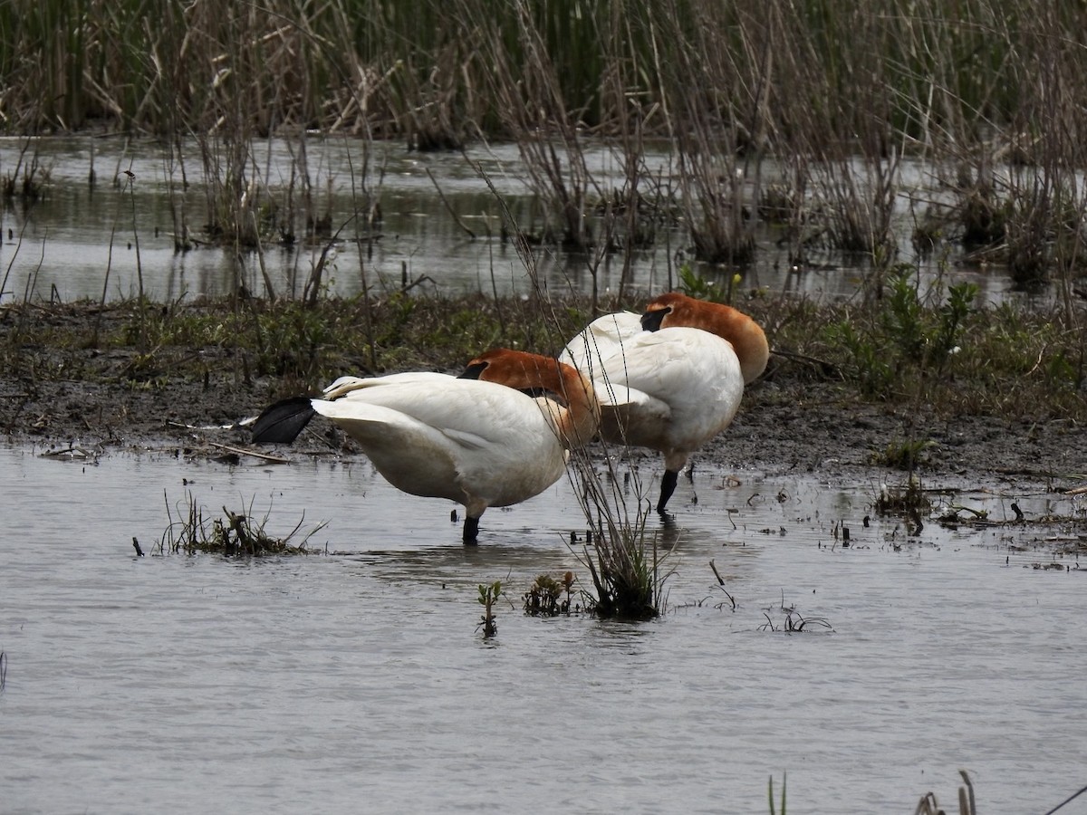 Trumpeter Swan - ML573979461