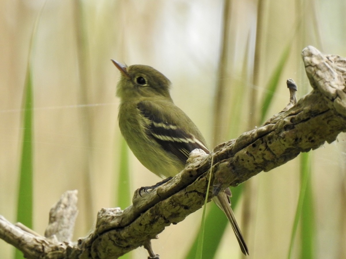 Yellow-bellied Flycatcher - Ariel Dunham