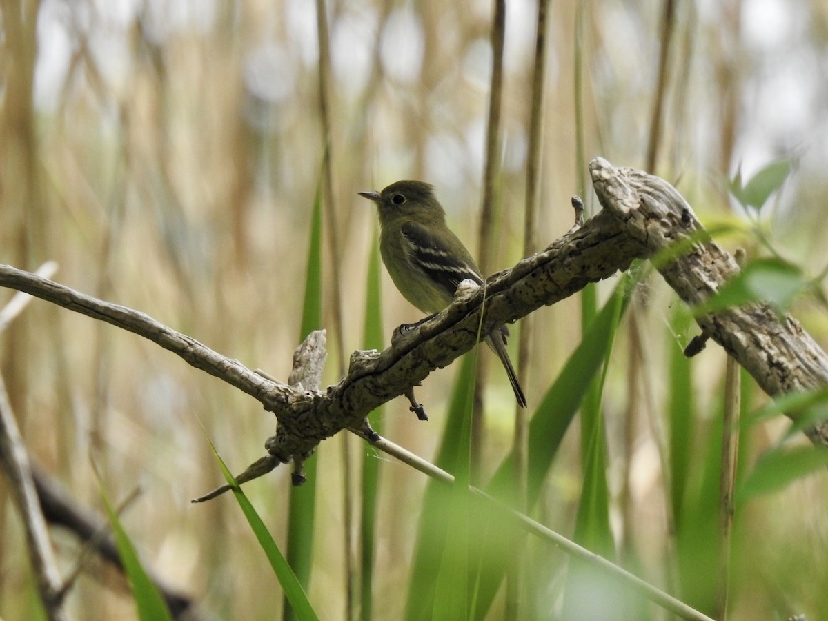 Yellow-bellied Flycatcher - Ariel Dunham