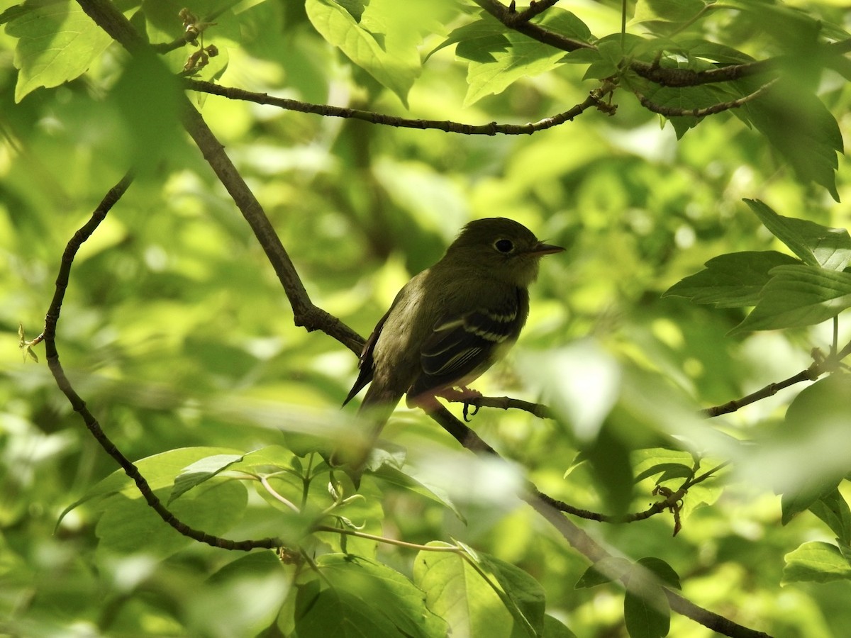 Yellow-bellied Flycatcher - ML573979651