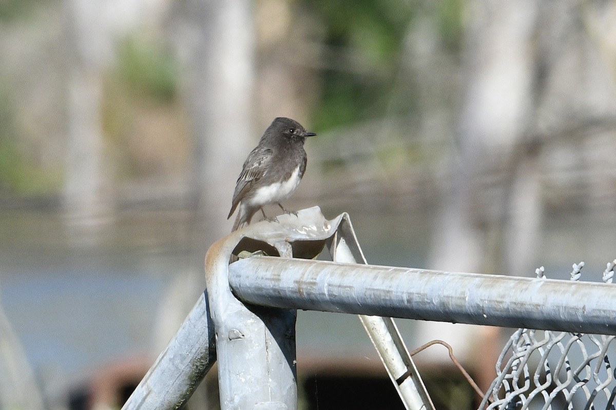 svartfibi - ML573979721