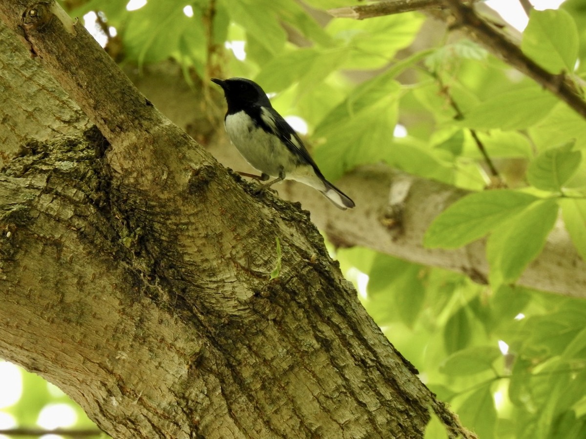 Black-throated Blue Warbler - Ariel Dunham