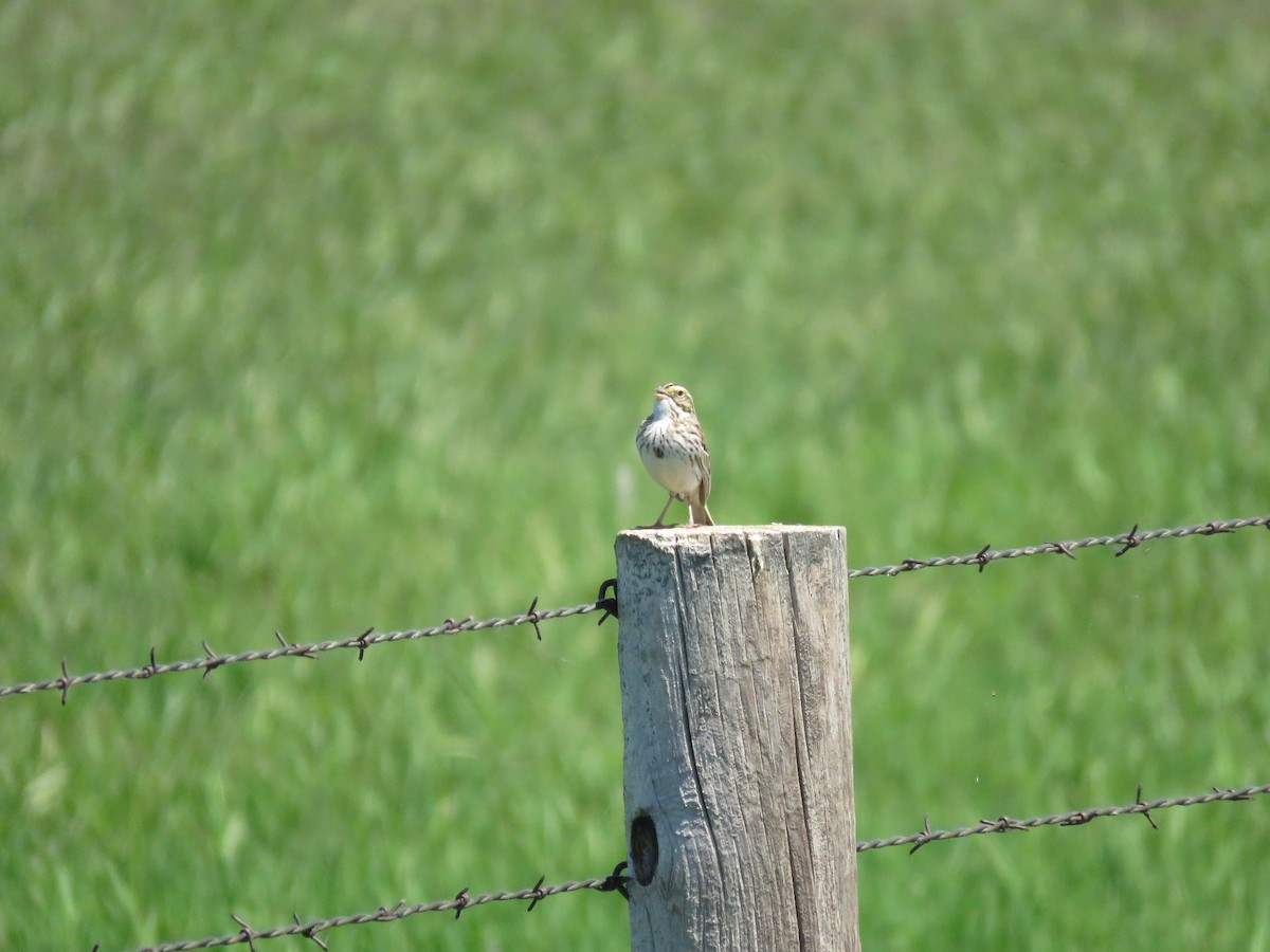 Savannah Sparrow - ML57397981