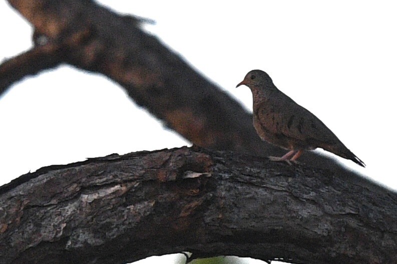 Common Ground Dove - ML573979991