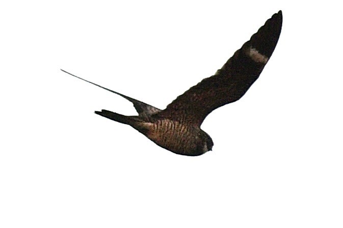 Common Nighthawk - ML573980231