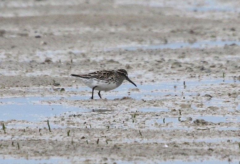 Broad-billed Sandpiper - Dimitris  Kokkinidis