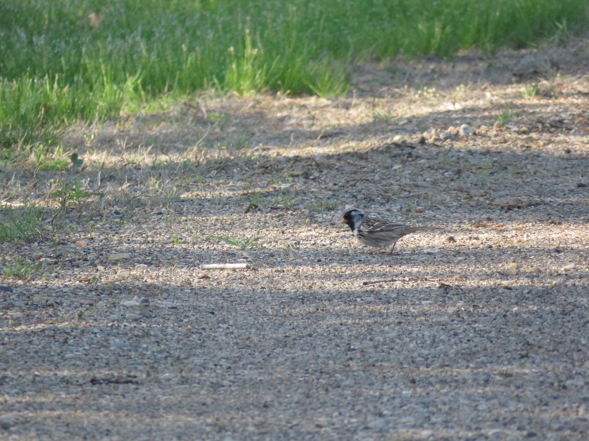 Harris's Sparrow - ML57398061