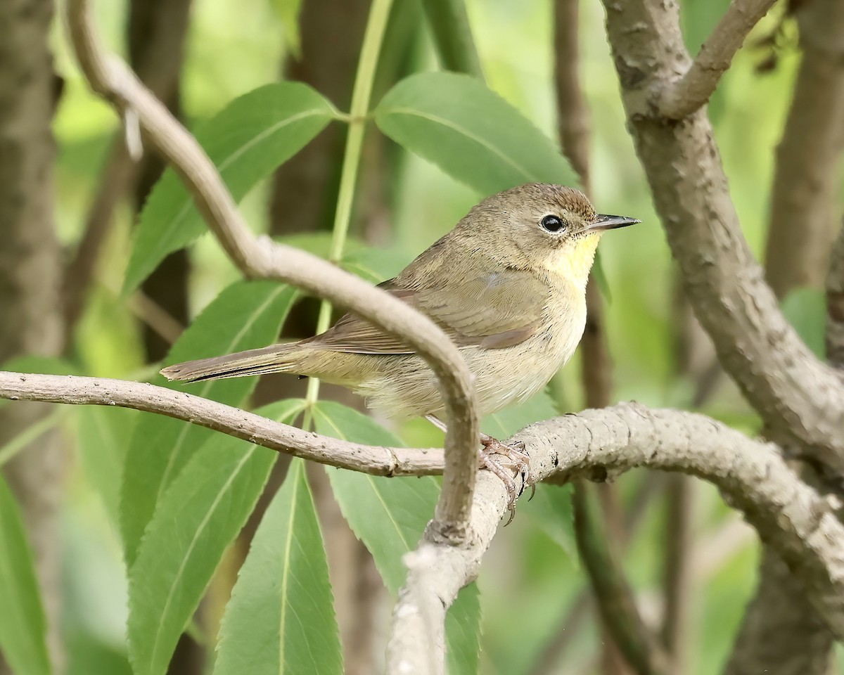 Common Yellowthroat - ML573980721