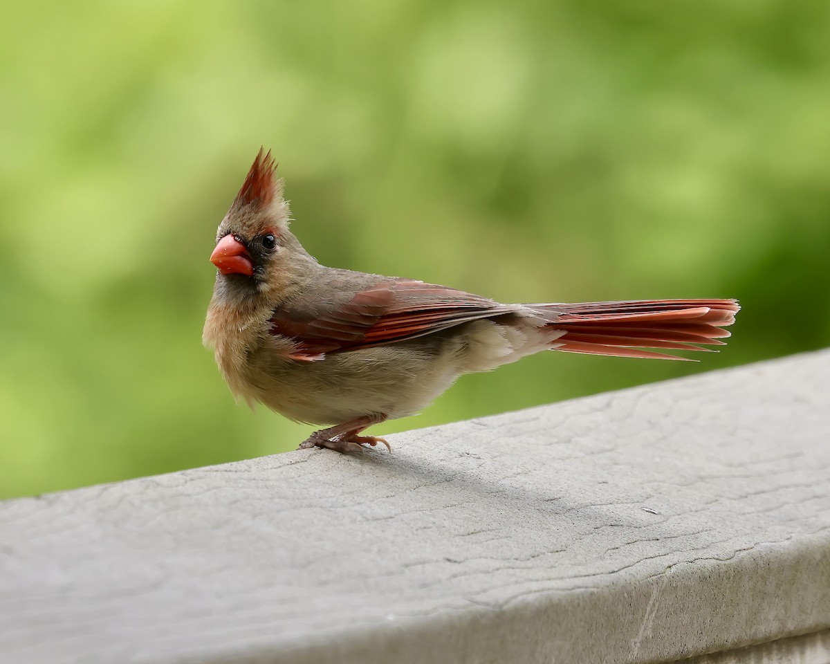 Cardinal rouge - ML573980771