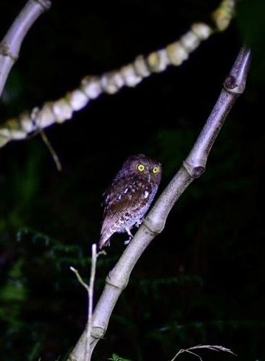 Middle American Screech-Owl - ML573980951