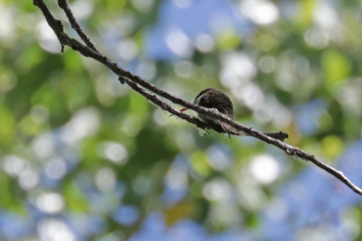 Violet-crowned Hummingbird - ML573981201