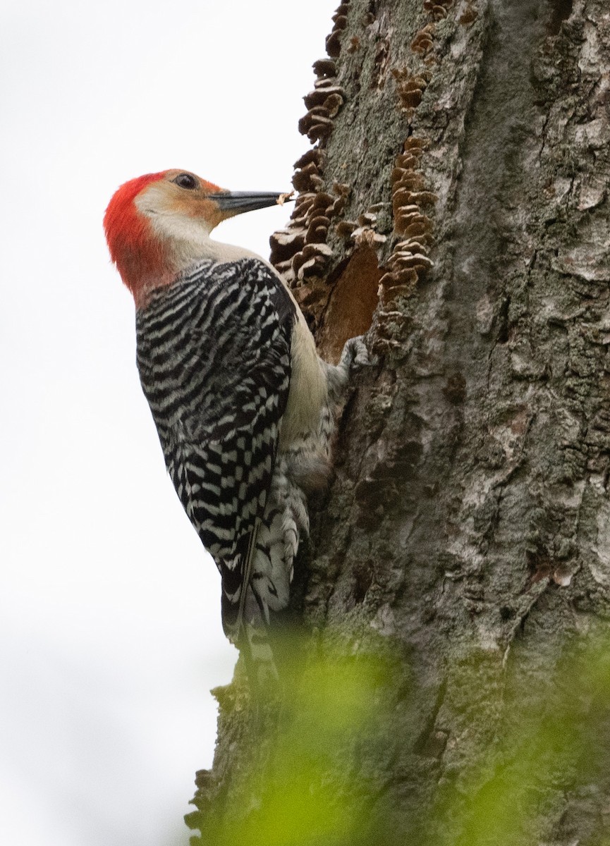Red-bellied Woodpecker - ML573981501